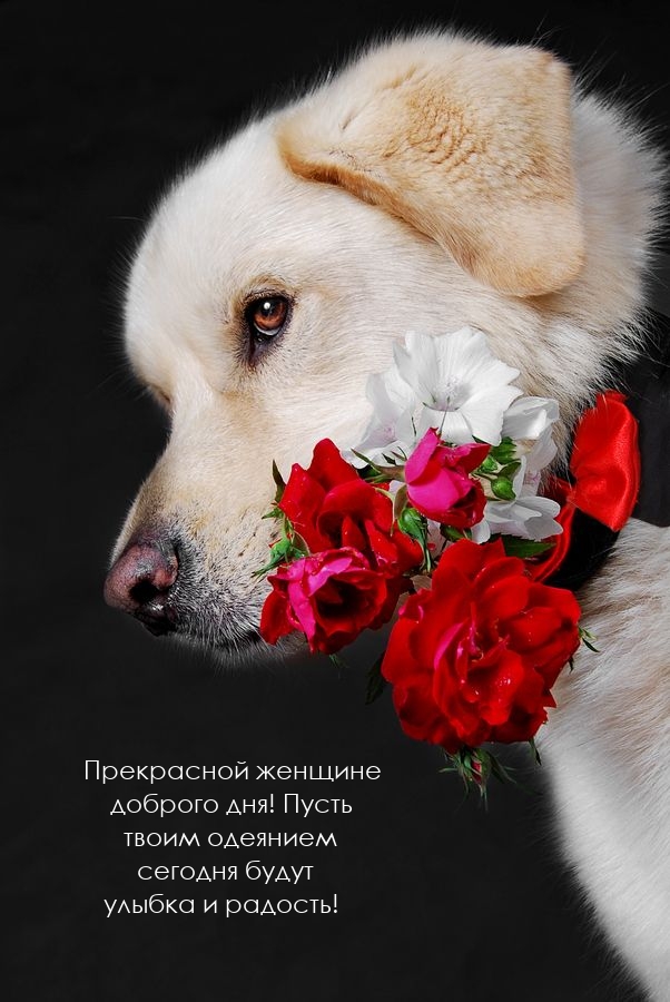 Прекрасной женщине доброго дня!