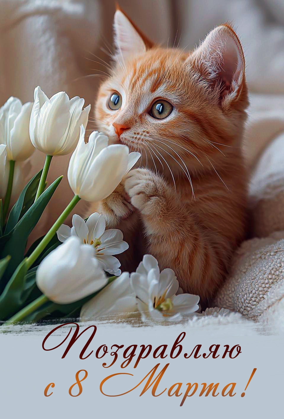 Поздравляю с 8 Марта! С котиком