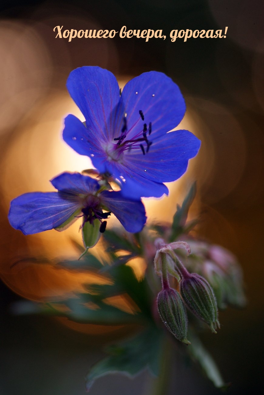 Хорошего вечера, дорогая!