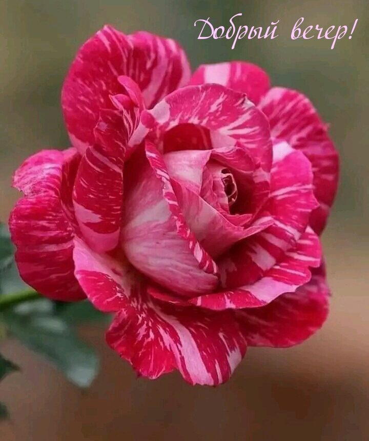 Добрый вечер!