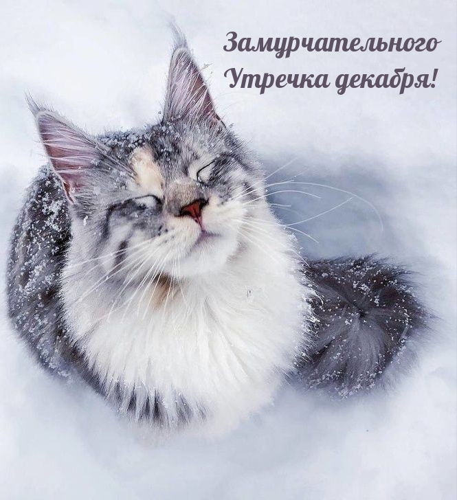 Замурчательного Утречка декабря!