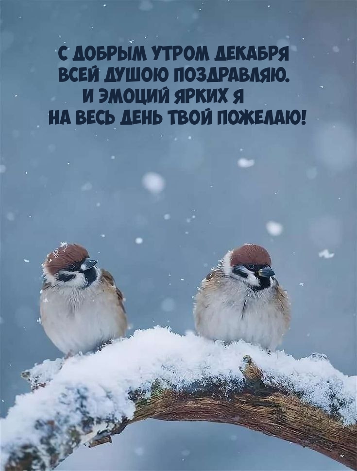 С добрым утром декабря Всей душою поздравляю.
