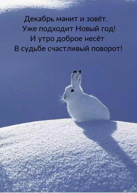 Декабрь манит и зовёт. Уже подходит Новый год! 