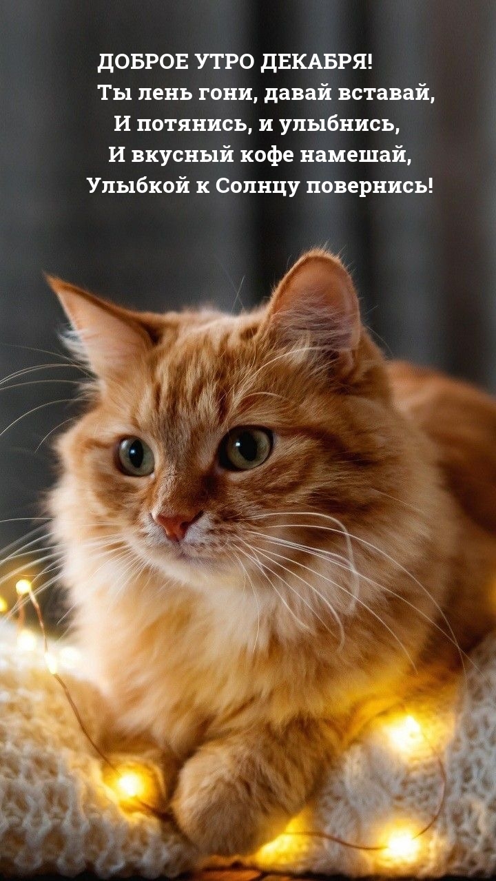 Доброе утро декабря! Ты лень гони, давай вставай