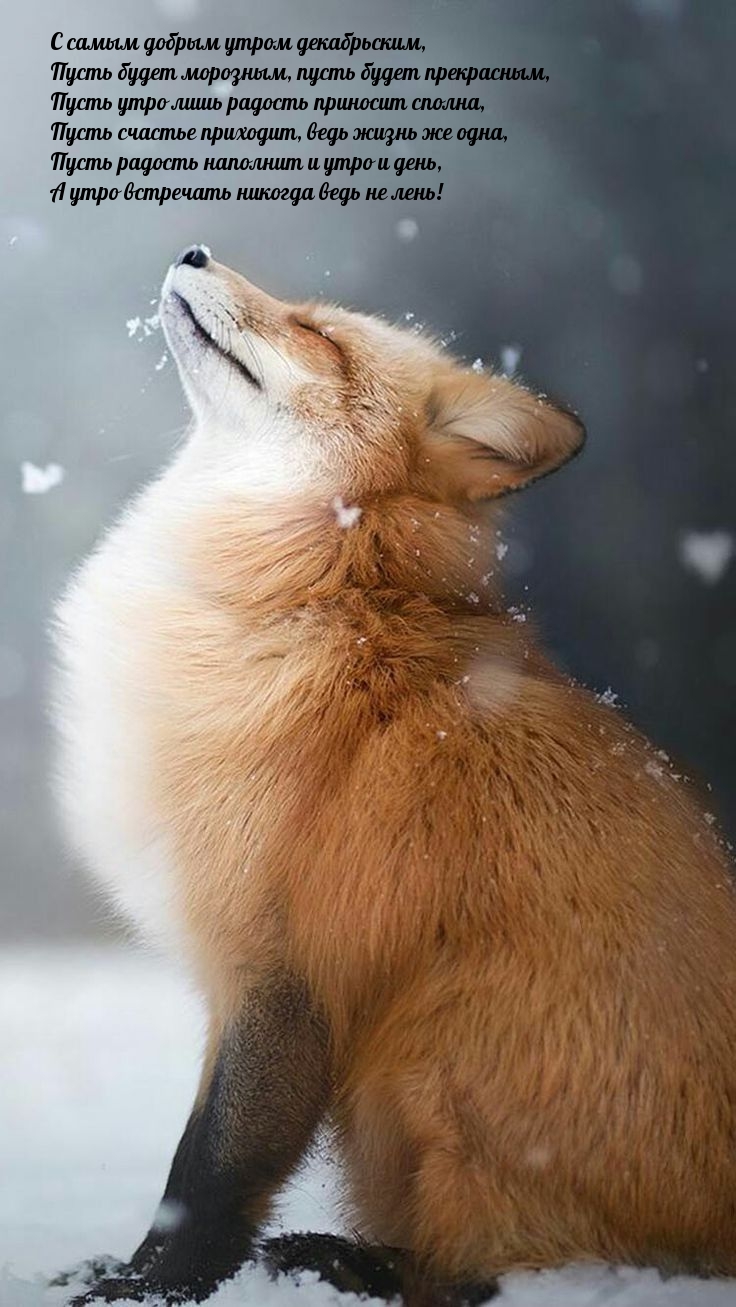 С самым добрым утром декабрьским