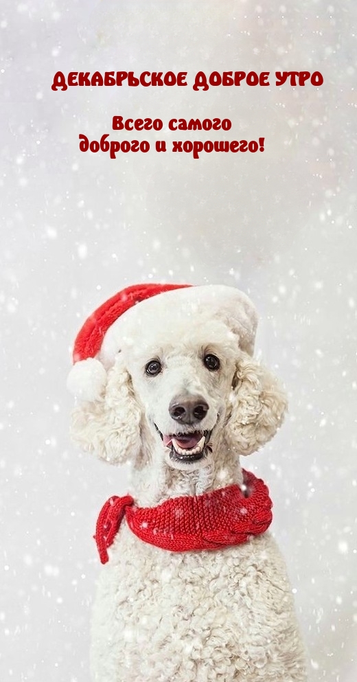 ДЕКАБРЬСКОЕ ДОБРОЕ УТРО Всего самого доброго и хорошего! 