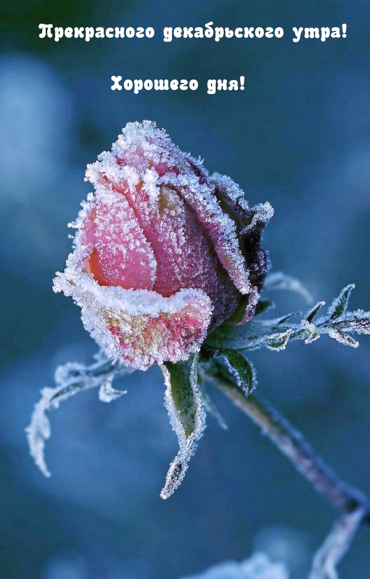 Прекрасного декабрьского утра! Хорошего дня!