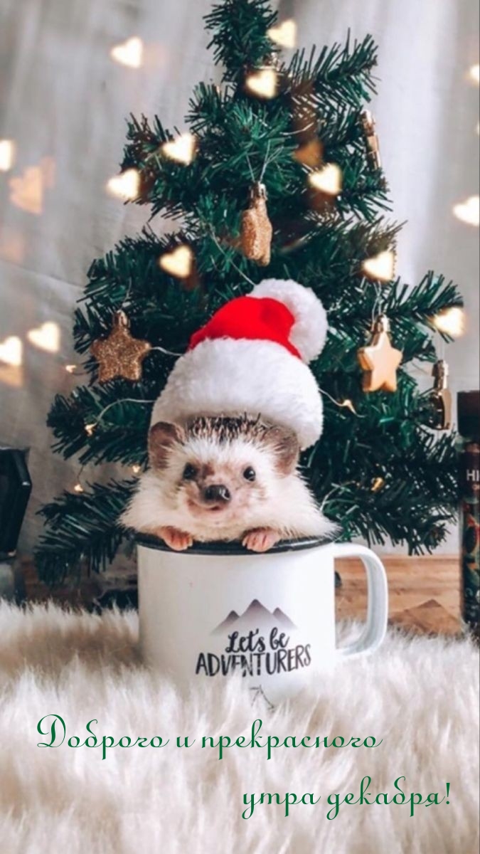 Доброго и прекрасного утра декабря!