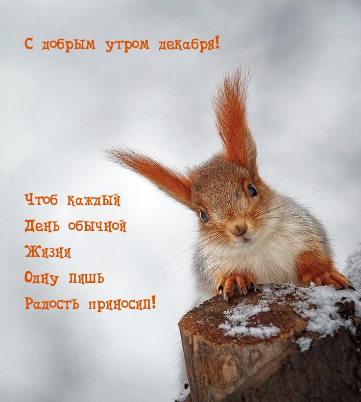 Чтоб каждый день радость приносил! С добрым утром декабря!