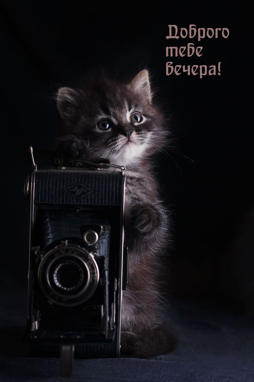 Доброго тебе вечера!