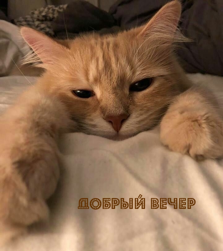 Добрый вечер