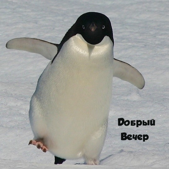 Добрый Вечер