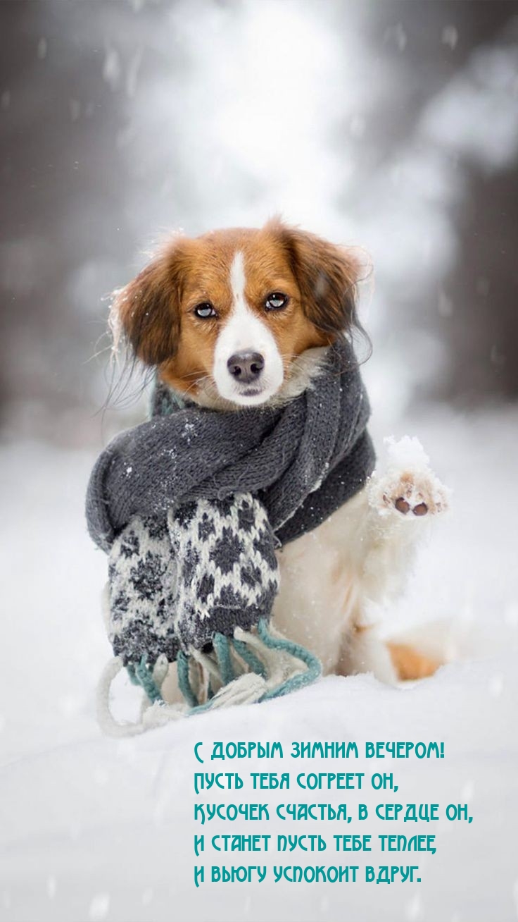 С добрым зимним вечером! Пусть тебя согреет он