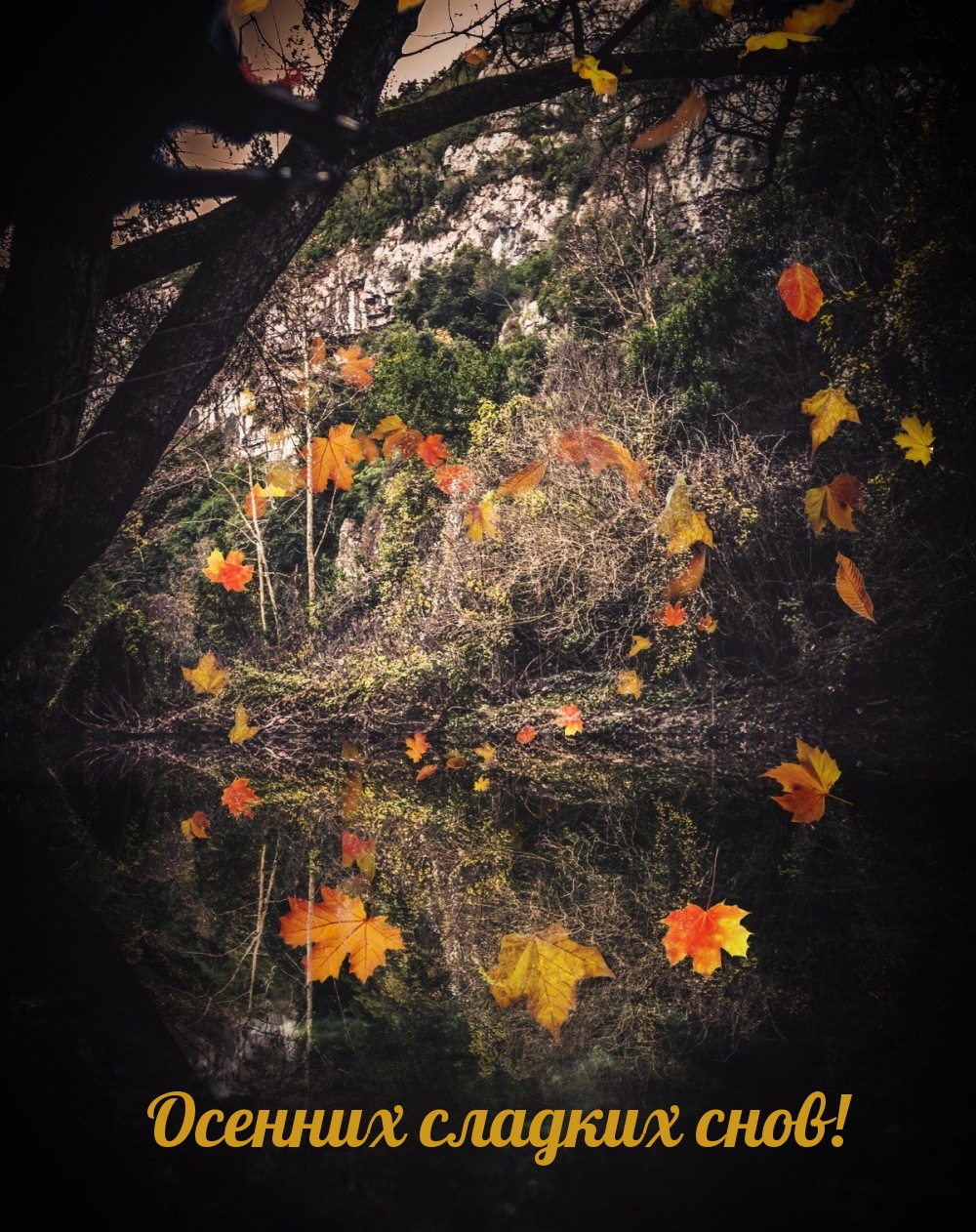 Осенних сладких снов!