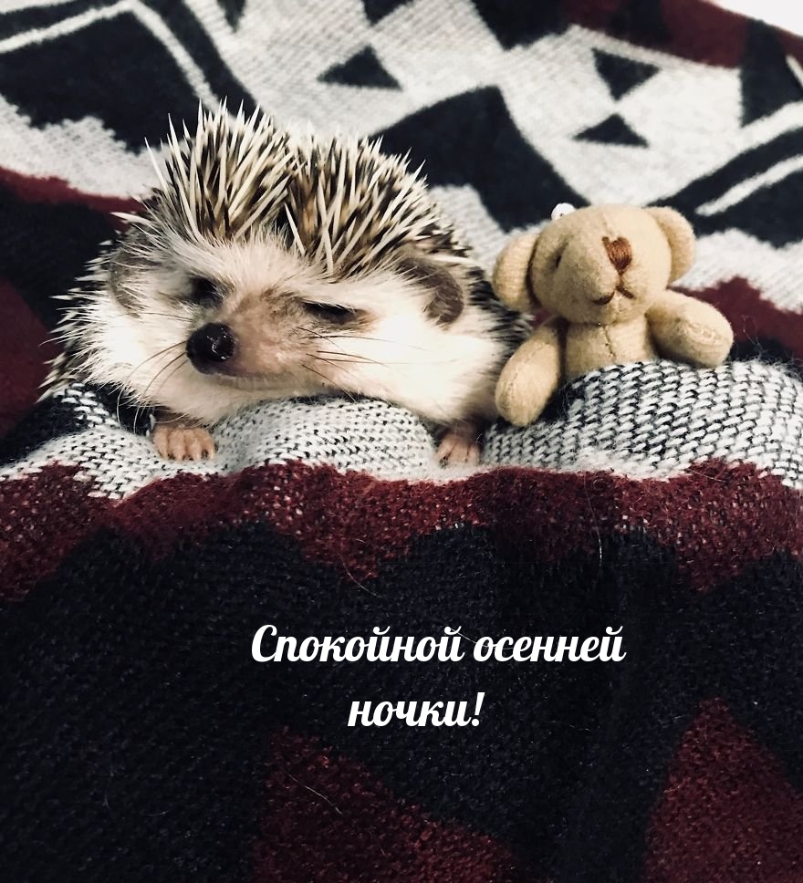 Спокойной осенней ночки!