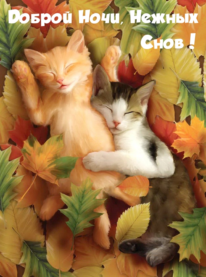 Доброй Ночи, Нежных Снов!