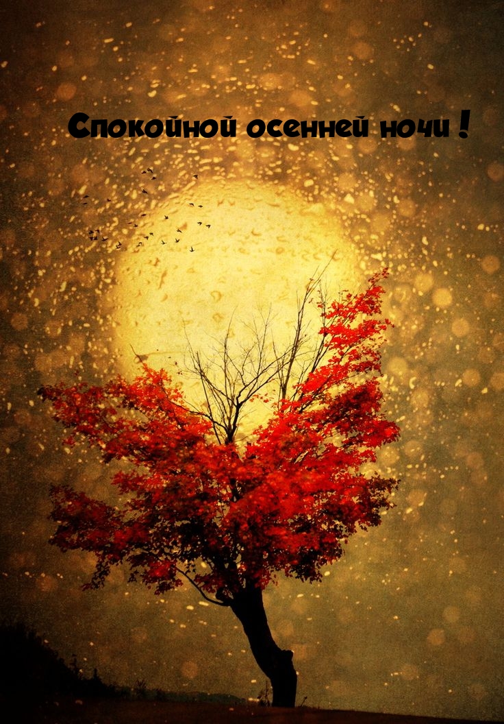 Спокойной осенней ночи!