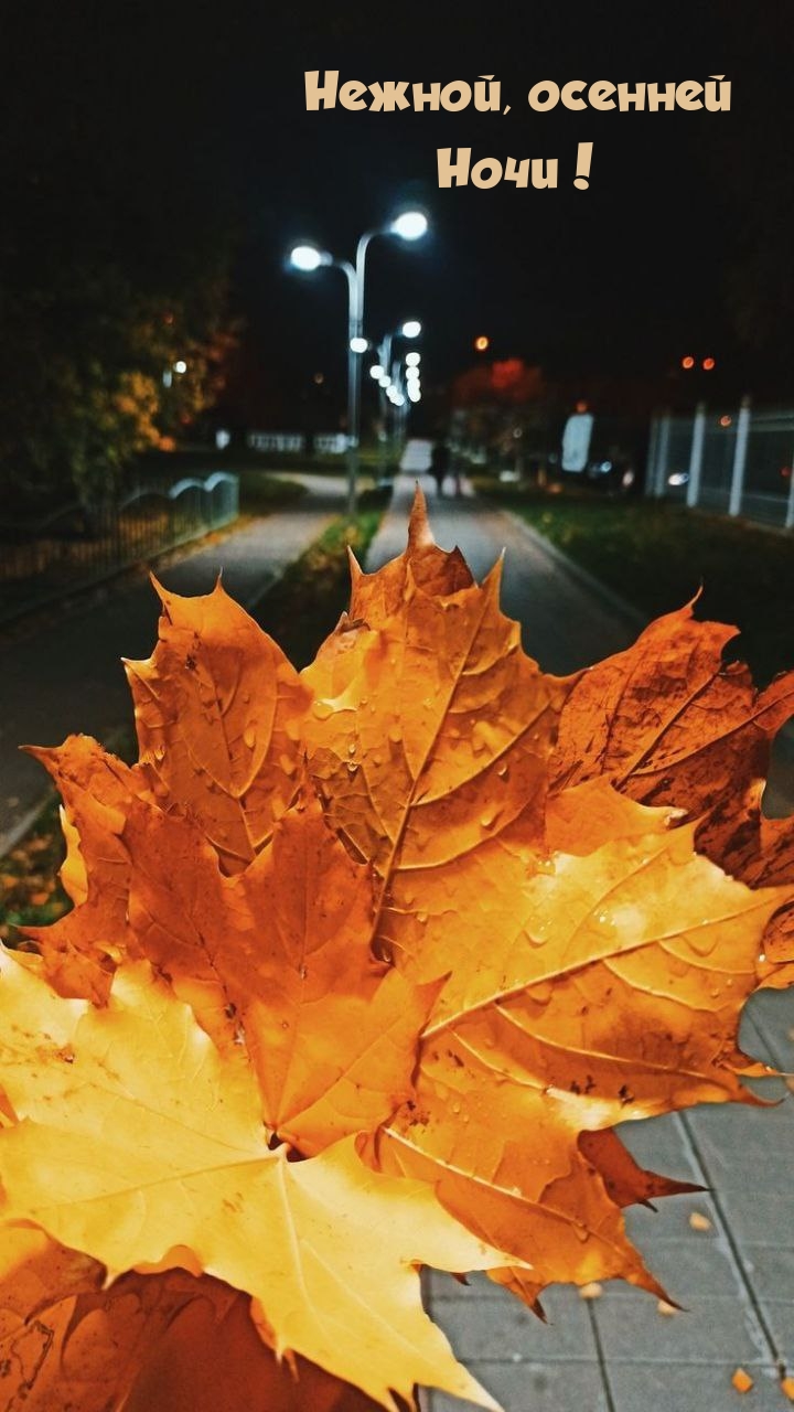 Нежной, осенней Ночи!