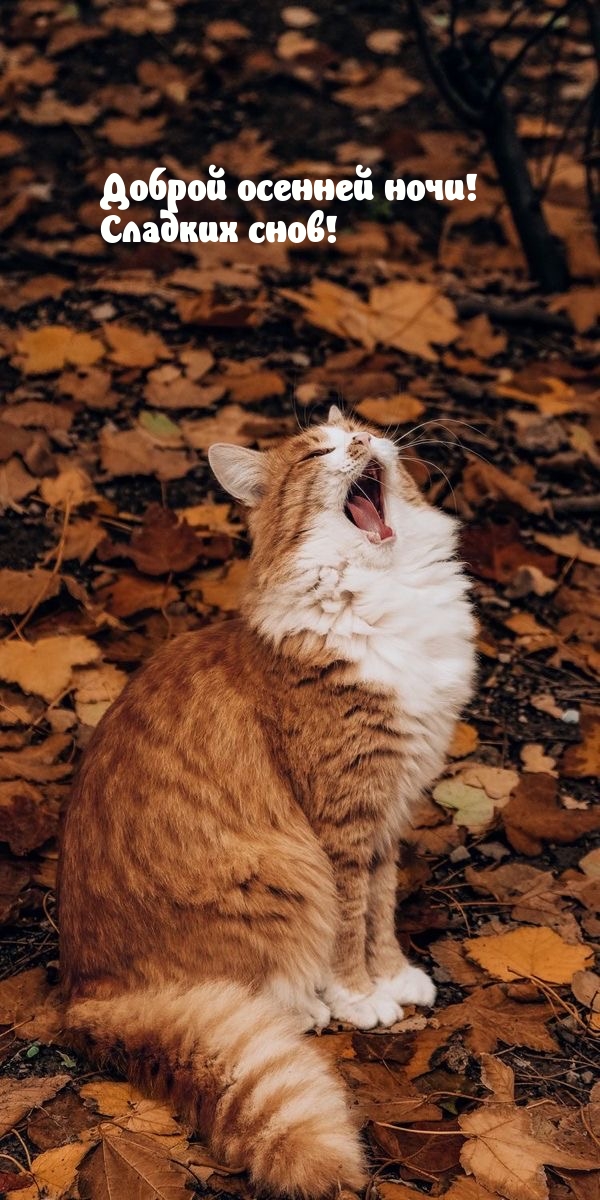 Доброй осенней ночи! Сладких снов!
