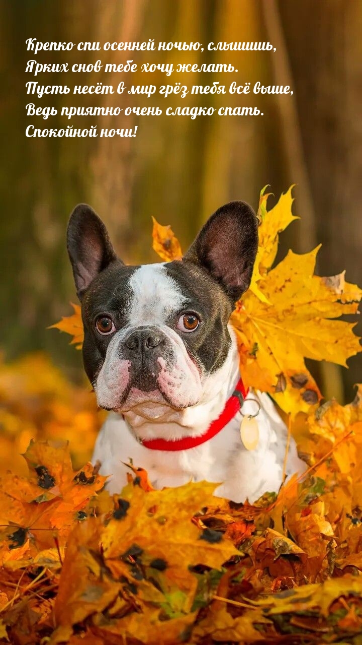 Ведь приятно очень сладко спать. Спокойной ночи!