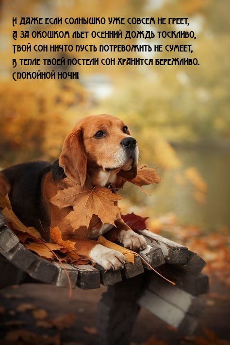 Спокойной ночи! Твой сон ничто пусть потревожить не сумеет