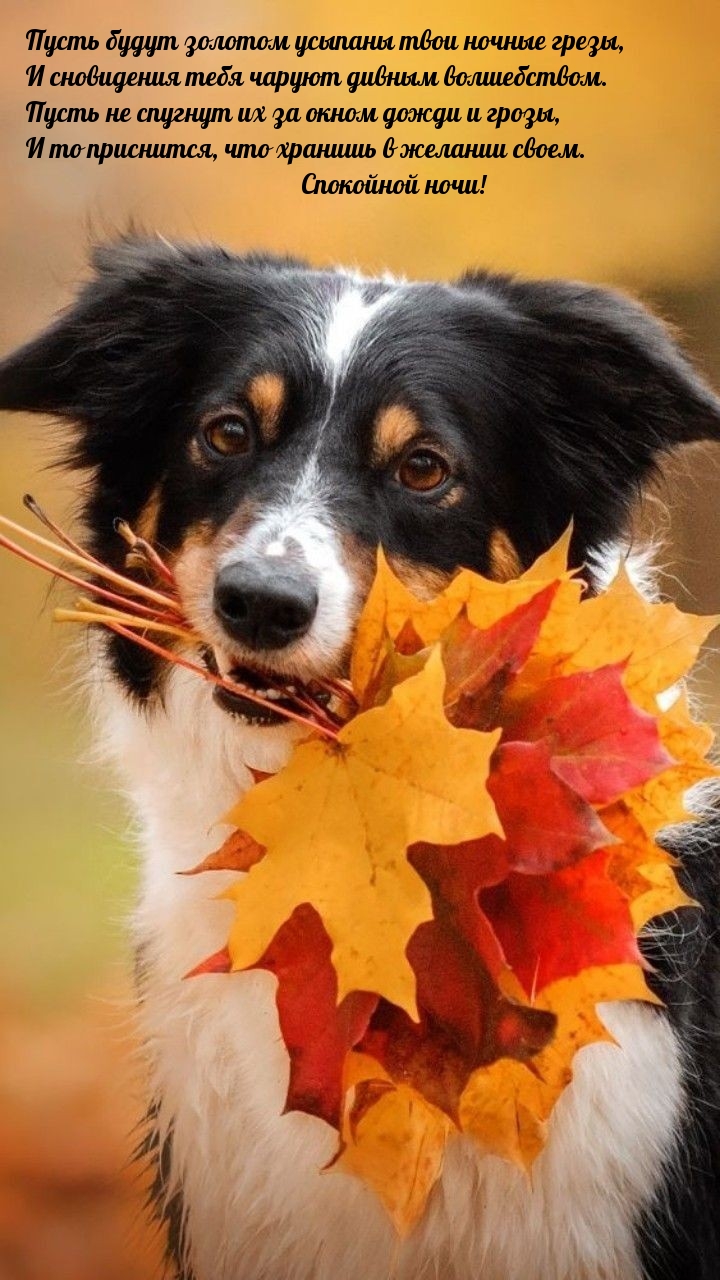 Пусть будут золотом усыпаны твои ночные грезы