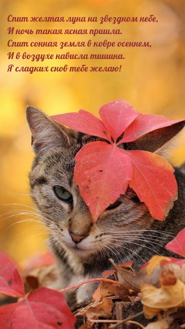 Спит желтая луна на звездном небе, и ночь такая ясная пришла.