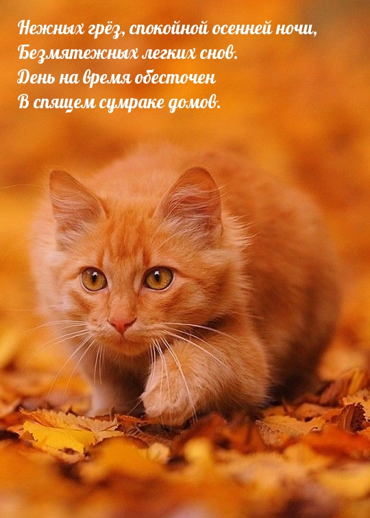 Нежных грёз, спокойной осенней ночи, безмятежных легких снов.