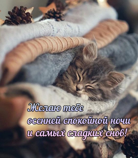 Желаю тебе осенней спокойной ночи и самых сладких снов! 