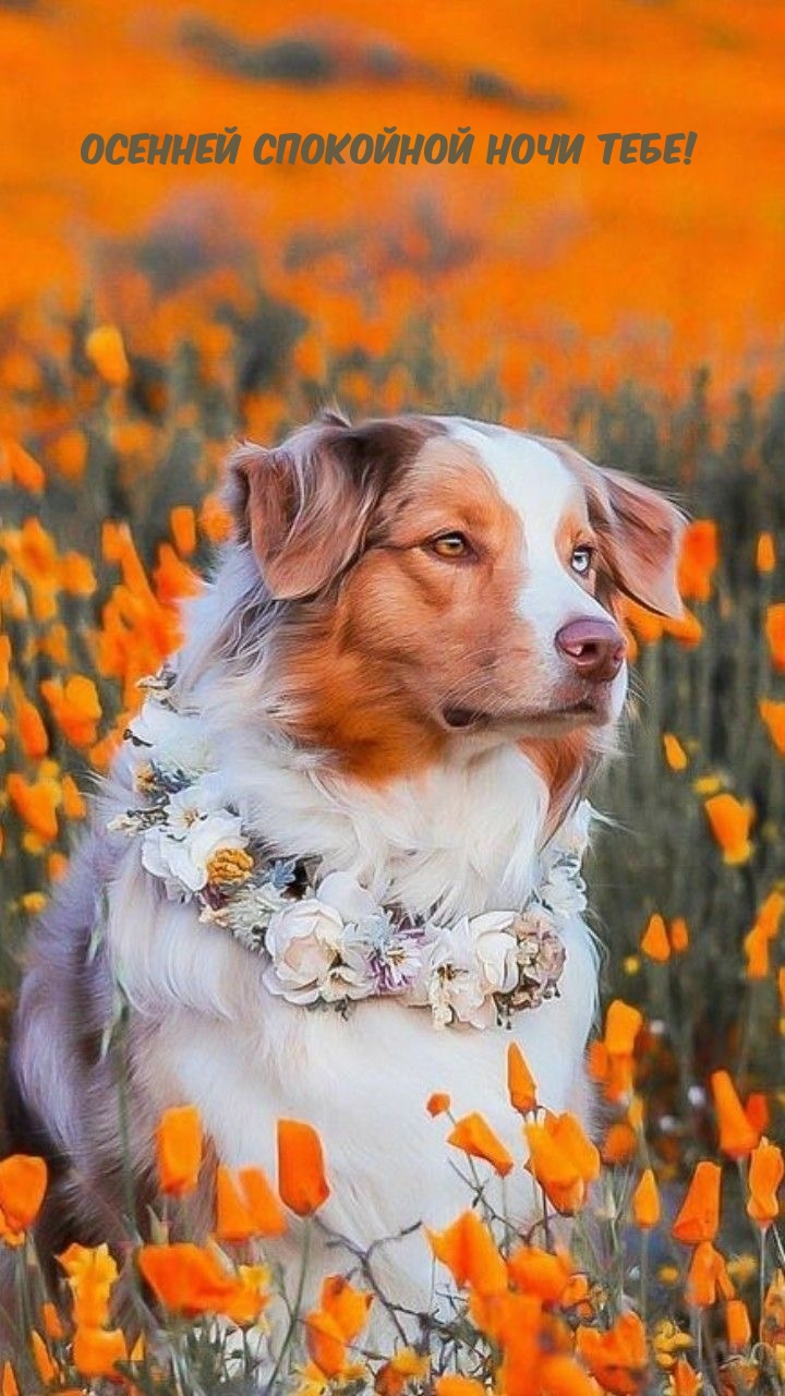 Осенней спокойной ночи тебе!