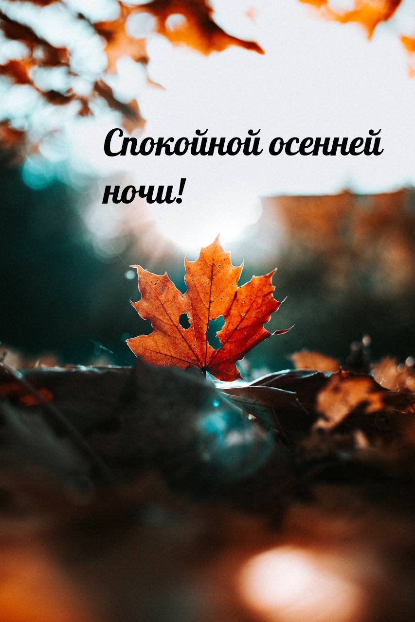 Спокойной осенней ночи с листочком!
