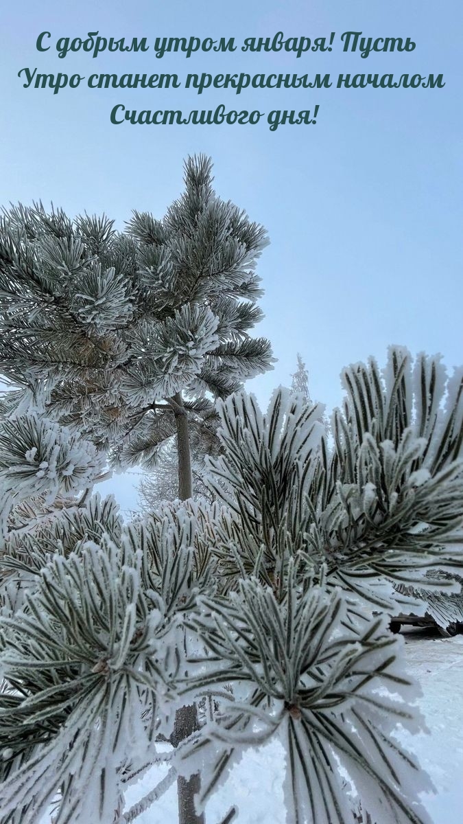 С добрым утром января! Пусть утро станет прекрасным началом