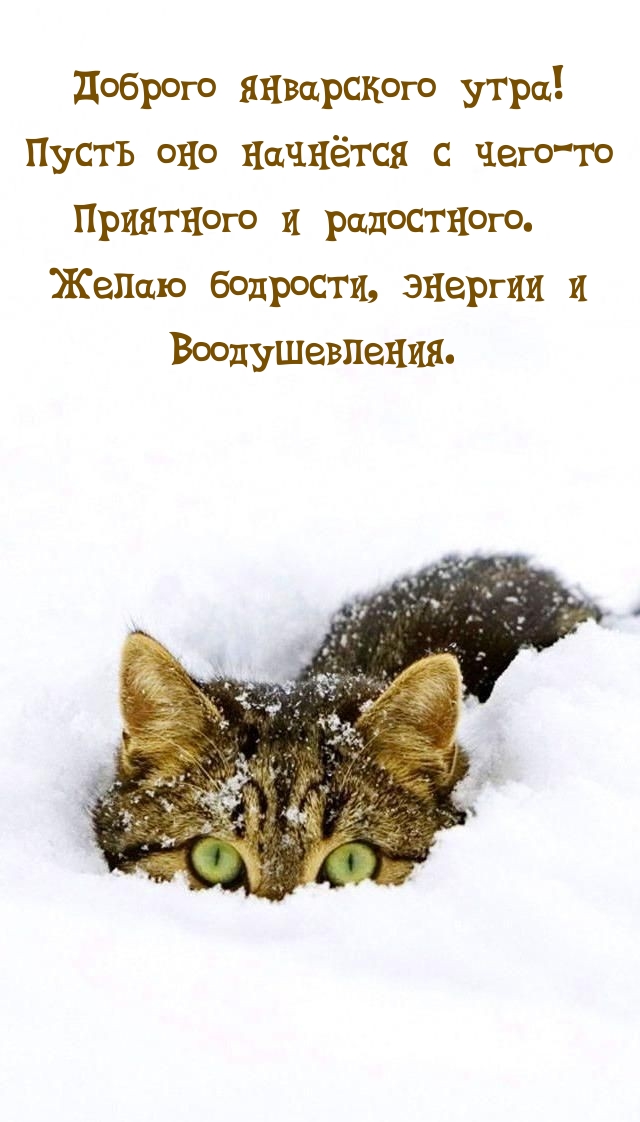 Январского утра! Желаю бодрости, энергии и воодушевления.
