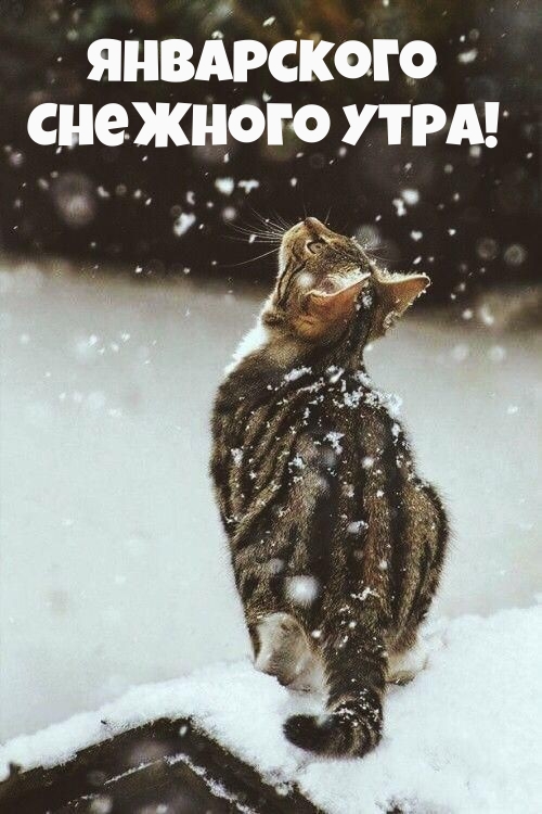 Январского снежного утра!