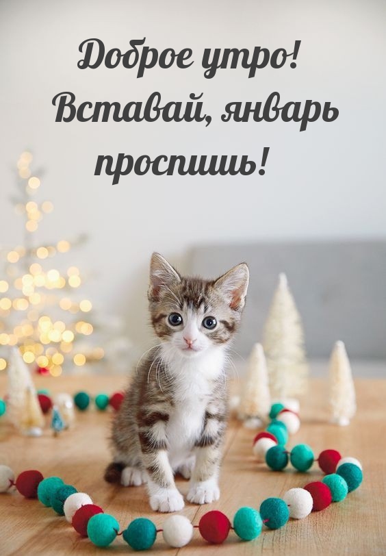 Доброе утро! Вставай, январь проспишь! 