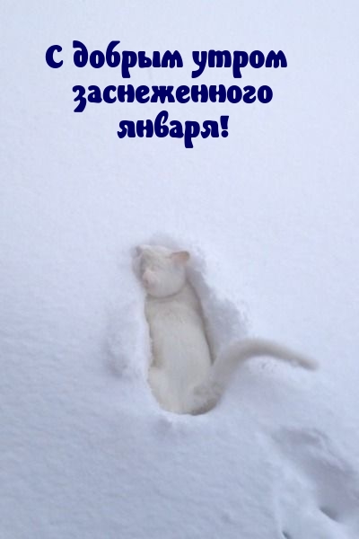 С добрым утром заснеженного января!