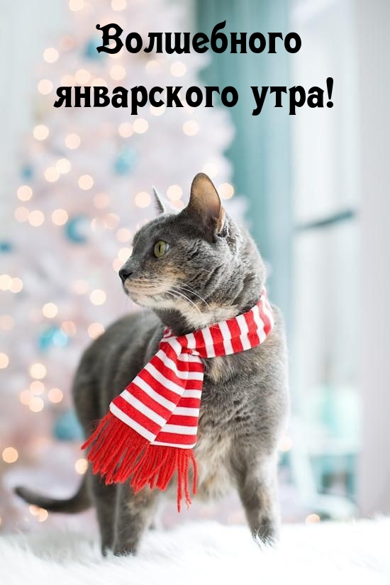 Волшебного январского утра!