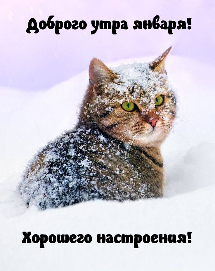 Доброго утра января! Хорошего настроения! 
