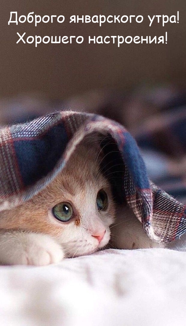Доброго январского утра! Хорошего настроения! 