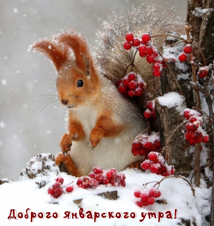 Доброго январского утра!