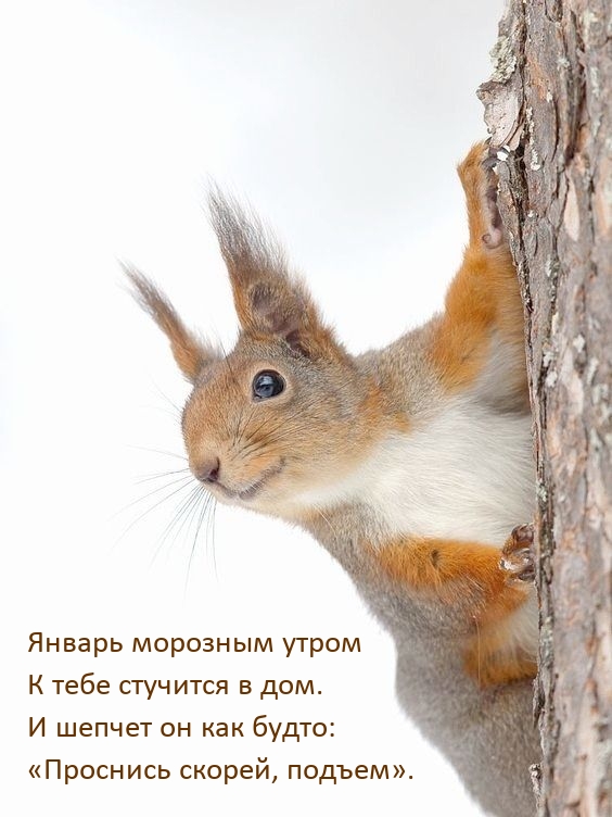 Январь морозным утром к тебе стучится в дом.