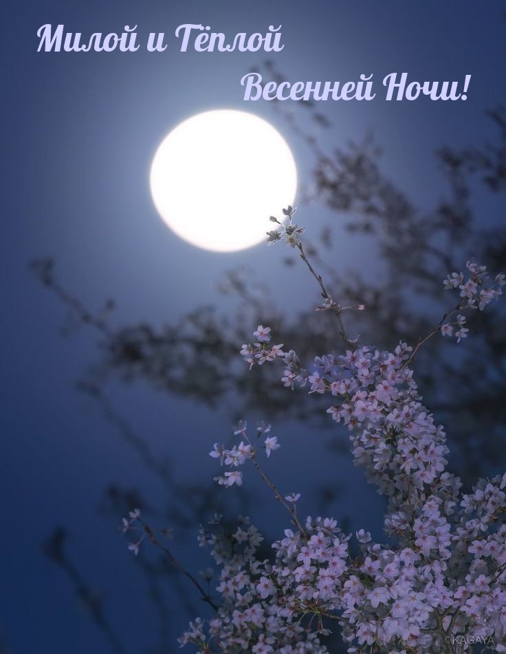 Милой и Тёплой Весенней Ночи!