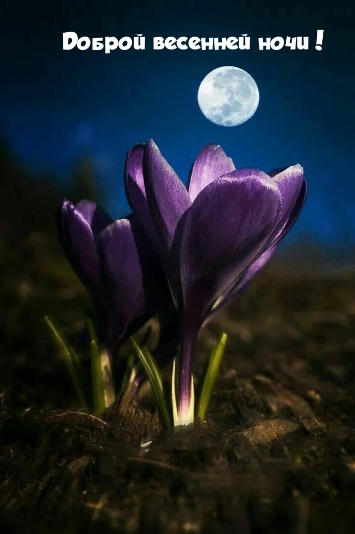 Доброй весенней ночи!