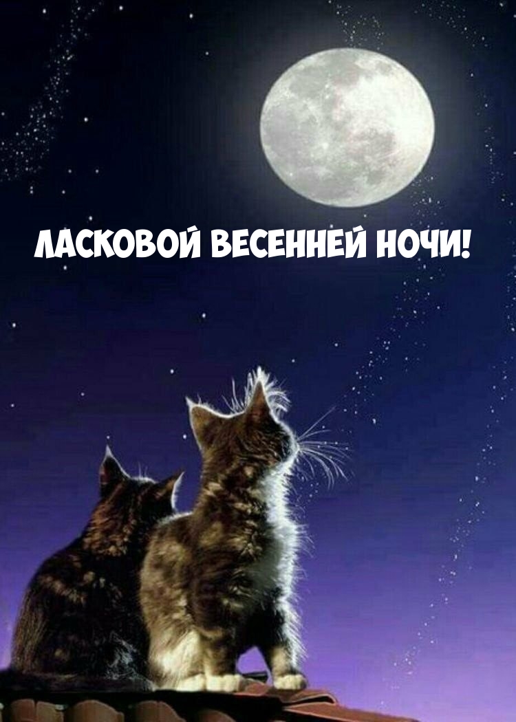 Ласковой весенней ночи!
