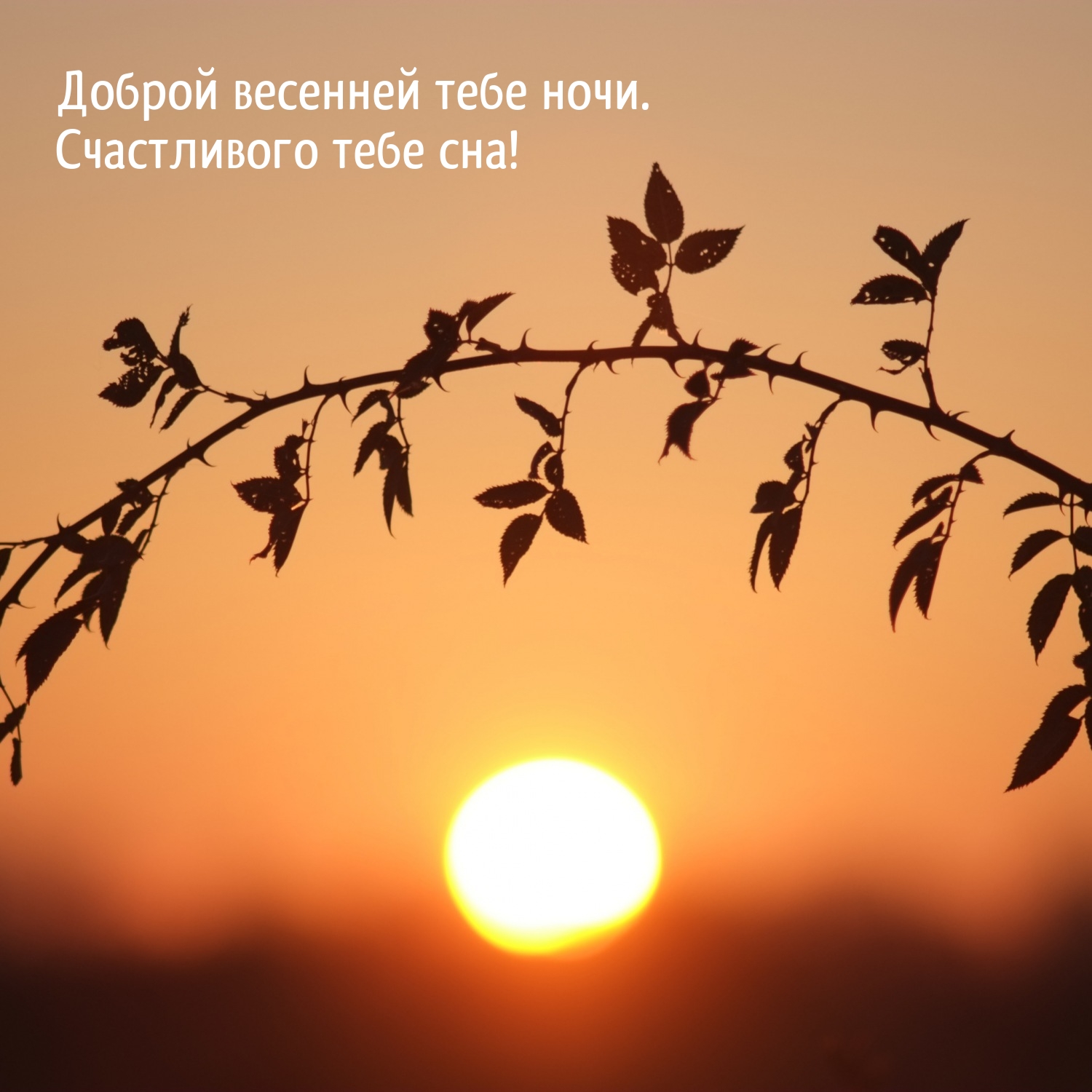 Доброй весенней тебе ночи. Счастливого тебе сна!