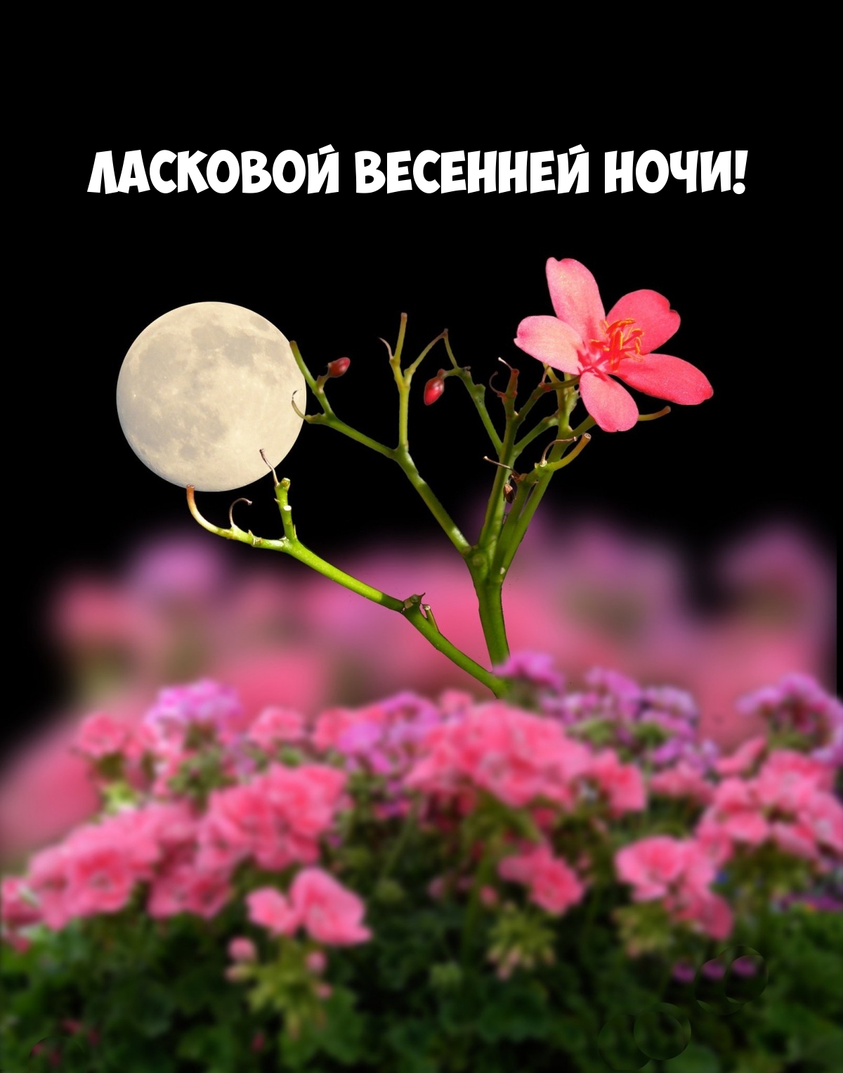 Ласковой весенней ночи!