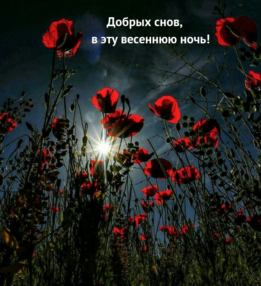 Добрых снов, в эту весеннюю ночь!