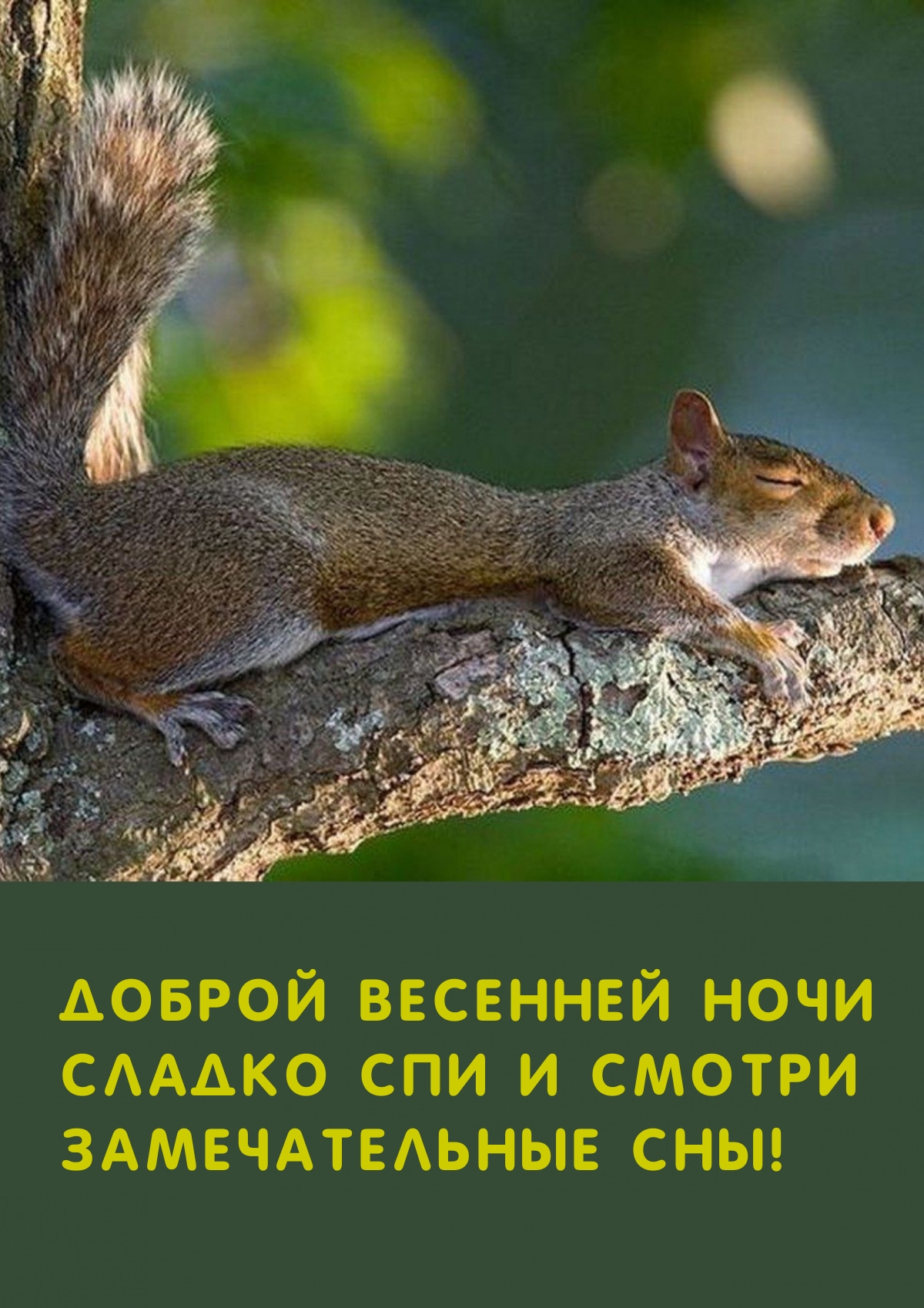 Доброй весенней ночи сладко спи и смотри замечательные сны! 