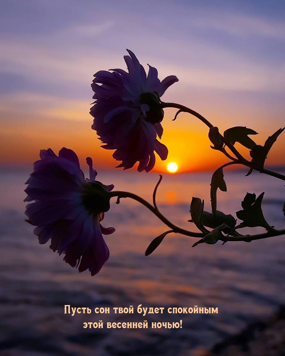 Пусть сон твой будет спокойным этой весенней ночью!