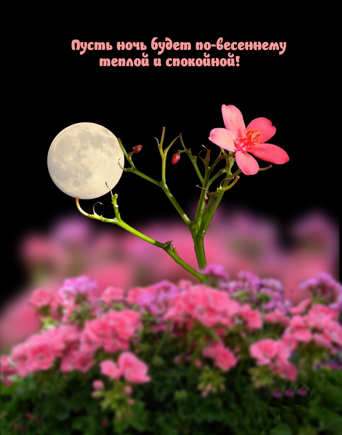 Пусть ночь будет по-весеннему теплой и спокойной!